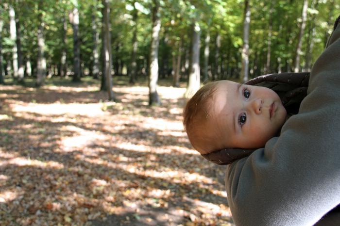 dans les bois blog