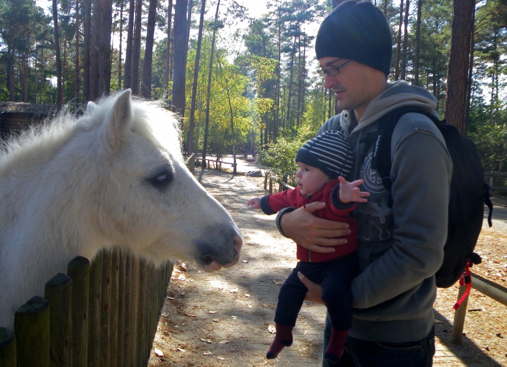 face au cheval