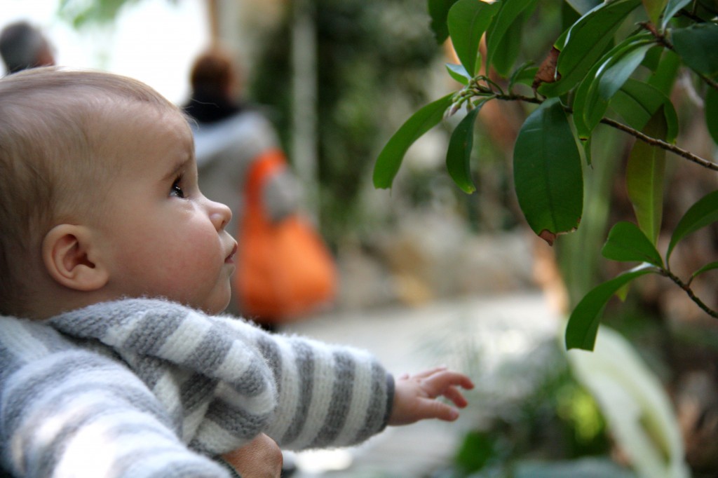 face aux plantes